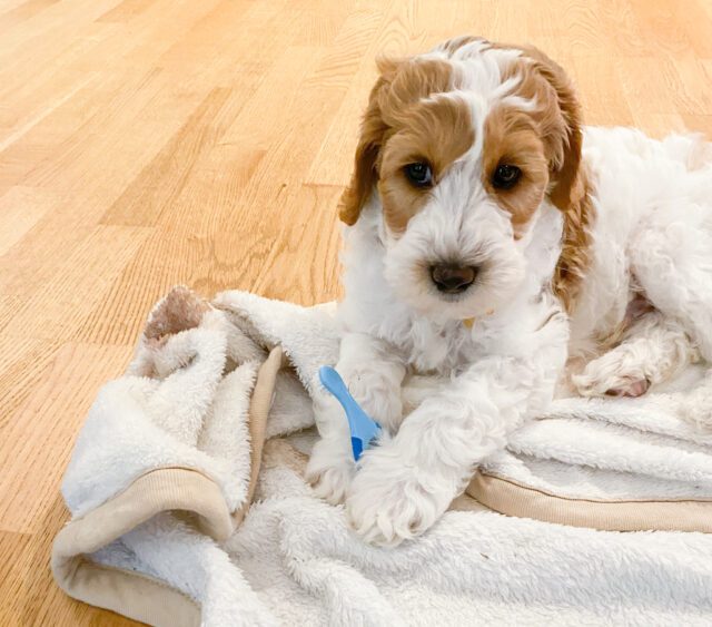 Dog biting on Step 1 toothbrush.