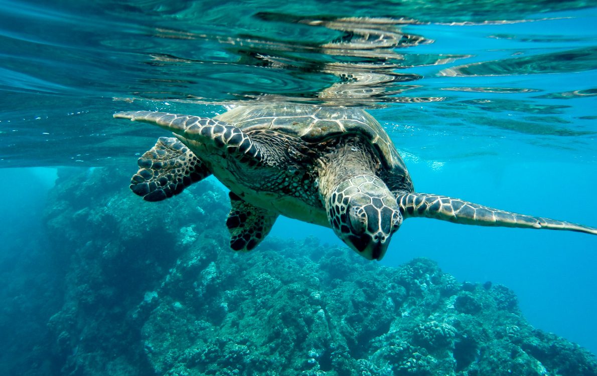 Banner Jordan Oralcare with ocean turtle