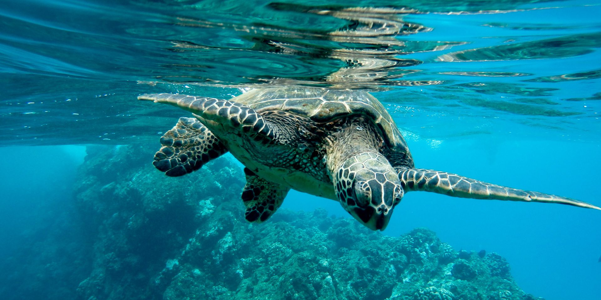 Banner Jordan Oralcare with ocean turtle